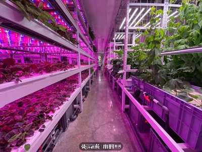 航天蔬菜杭州有同款，揭秘神奇植物工廠 人造陽光空氣，全程無農(nóng)藥的綠色革命