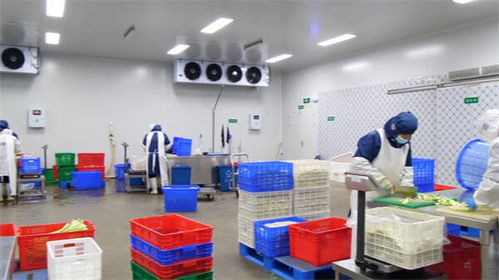 東營市東營區(qū) 凈菜工廠日產(chǎn)25-30噸，全力保障市民“菜籃子”